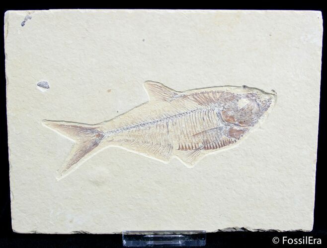 Inch Diplomystus Fossil Fish #2546